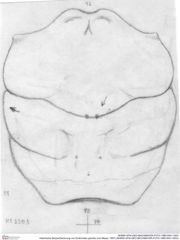 Historische Skizze/Zeichnung von Eodromites grandis (von Meyer, 1857) (NHMW-AFW-GEO-BACHMAYER-FOTO-1990-0041-3303)